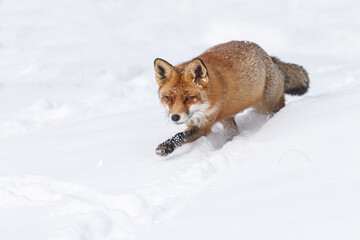 Naklejka premium Red fox in wintertime with fresh fallen snow in nature