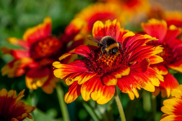 A bumblebee collects nectar from a gallardia flower in early summer