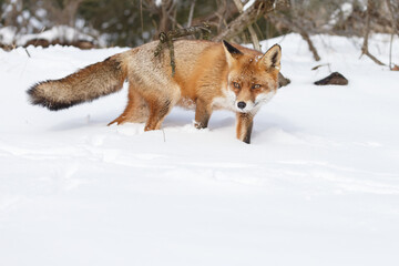 Naklejka premium Red fox in wintertime with fresh fallen snow in nature