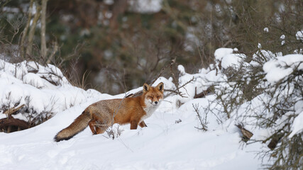 Red fox in wintertime with fresh fallen snow in nature