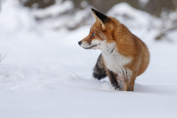 Red fox in wintertime with fresh fallen snow in nature