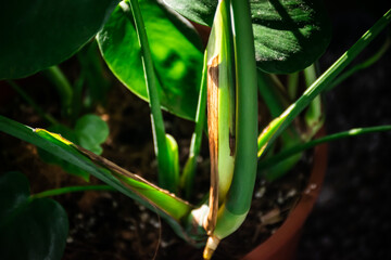 Closeup image of plant's node . New leaves growing houseplant. Plant parts stem with nodes. 