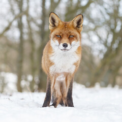 Red fox in wintertime with fresh fallen snow in nature