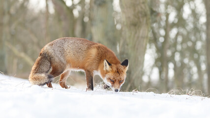 Red fox in wintertime with fresh fallen snow in nature
