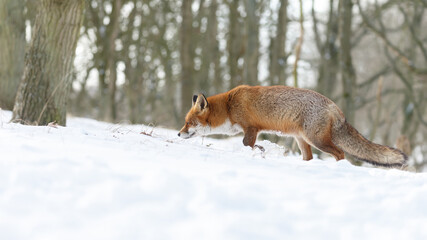 Red fox in wintertime with fresh fallen snow in nature