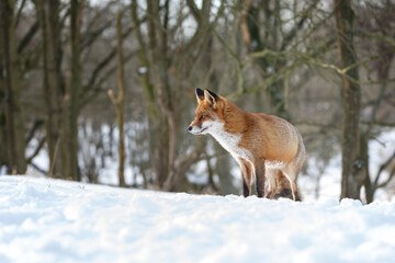 Red fox in wintertime with fresh fallen snow in nature