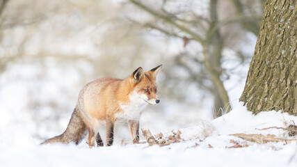 Red fox in wintertime with fresh fallen snow in nature