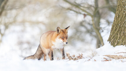 Red fox in wintertime with fresh fallen snow in nature