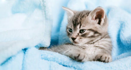 Tabby gray kitten lying resting. Cat kid mammal animal pet with interested facial face look on camera. Small grey kitten at home on color blue plaid background. Long web banner