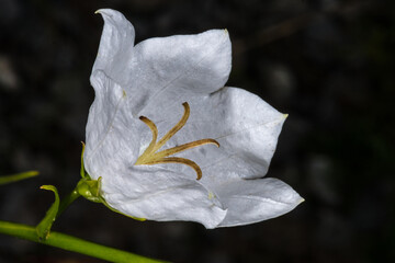 Fototapeta na wymiar White Peach-leaved Bellflower (Campanula persicifolia)