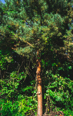 Fototapeta premium Vertical image of pine tree. Coniferous pine tree forest in Europe.
