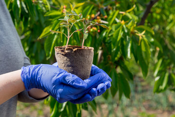 hands in gloves holding a seedling of a plant with green leaves in an eco organic flowerpot, closeup care growth tomato concept on theme of agriculture farming on background garden with green leaves.