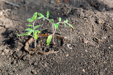 tomato seedling planted in the ground agricultural plant planting and growing organic vegetables in the ground close-up farmland, nobody.