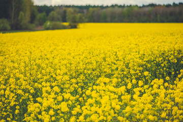 Obraz premium field of rapeseed