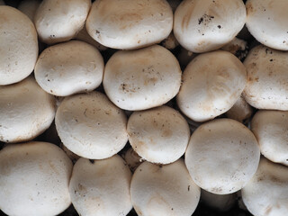 champignon mushroom vegetarian food | (champignon)