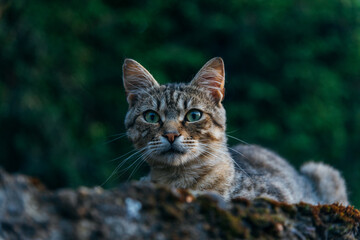 portrait of a cat