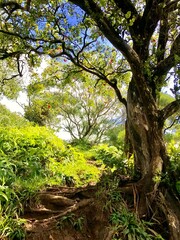Oahu Hawaii lush Mountains and cliff landscape