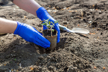the gardener's hands in gloves lower the tomato sower in an organic pot into the pit the process of planting a plant in the vegetable garden agricultural theme.