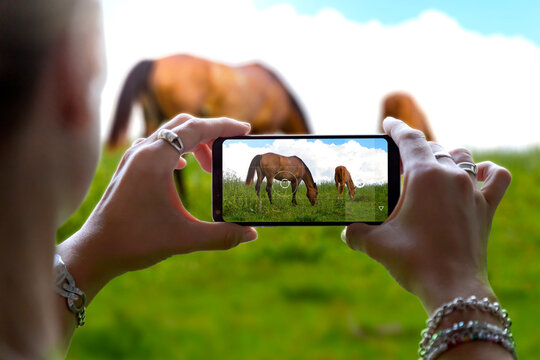 Woman photographing with her phone two horses in a countryside. Photo camera of a smartphone.