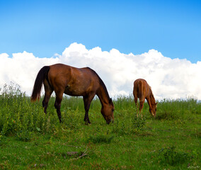 Fototapeta na wymiar Two brown horses grazing in the meadow in Argentine Pampas. The sky with clouds at background. Entre Ríos, Argentina.