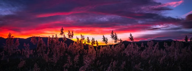 Schöner Sonnenuntergang mit roten Wolken in der goldenen Stunde mit der Silhouette einiger blühender Binsen. Naturlandschaft. Bild, das ein Gefühl von Ruhe, Gelassenheit, Ruhe und Inspiration ausstrahlt. © Pol Solé