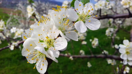 White plum blossoms with pronounced petioles and anthers in the plum orchard in spring. Flowering...