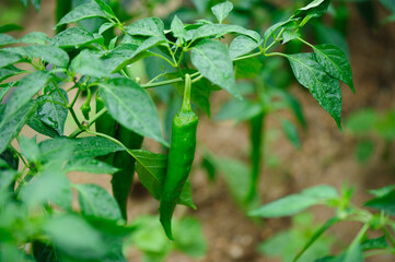 Green pepper plants in growth at vegetable garden