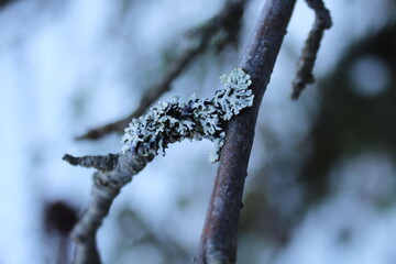 Close up lichens on small tree branches. Lichens on the branch.