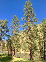 Idaho salmon river