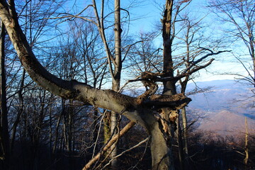 Strange appearance of trees. The branches on the tree go in strange directions. Unusual appearance of trees and branches.