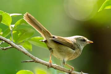 ウグイス　鳥