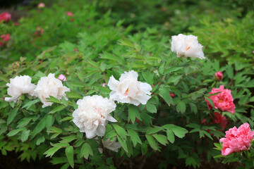 Blooming peonies in the park, China