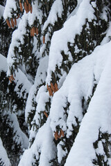 Cones on a tree with snow on it. Cones in winter on a tree with snow.