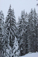 Coniferous forest in winter with a lot of snow. Snow in the woods. Snow on the trees.