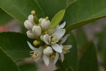 Lemon blossom flower with tiny fruit and ant