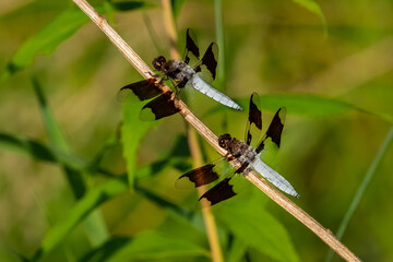 Two male Common Whitetail Skimmers (Libellula Lydia) perched on a stick in the summer sun.