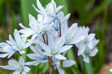春の庭に咲く白いカワイイ花　シラー
