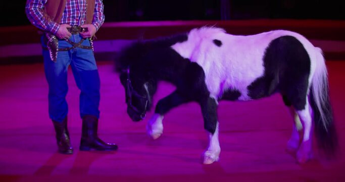 Circus performance with animals, trainer and pony on stage, lights, 4k