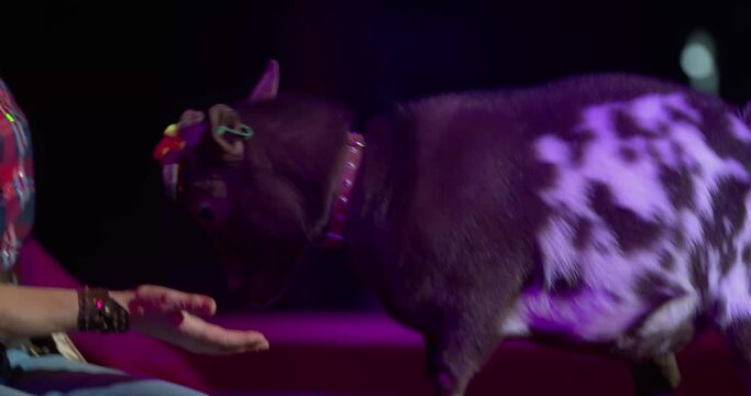 Little goat with its trainer on stage of a circus, animal show, 4k