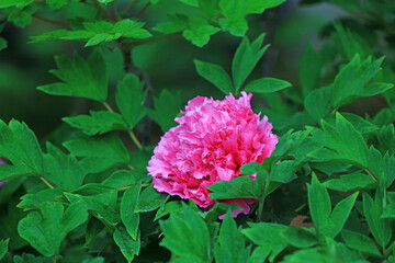 Blooming peonies in the park, China