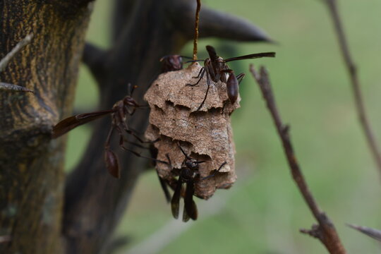 Red paper wasp colony (polistes canadensis) with four wasps