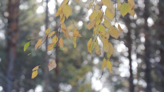 Autumn background. Yellow foliage on the branches swaying in the wind on a forest background.