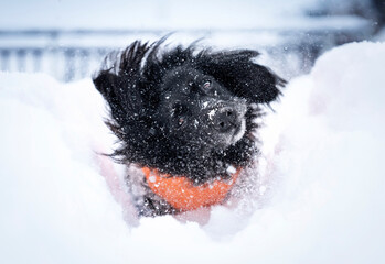 Pies otrzepujący się ze śniegu - obrazy, fototapety, plakaty