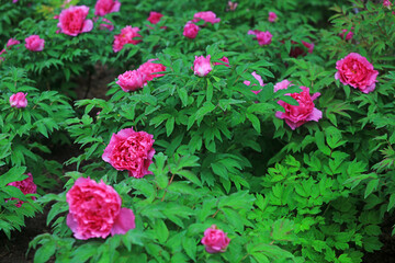 Blooming peonies in the park, China