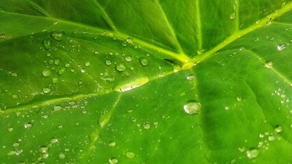 Fototapeta na wymiar green taro leaf with water drops