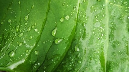 green taro leaf with drops closeup