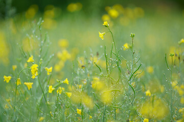 キガラシの花