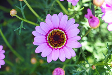Obraz premium Pink Flower