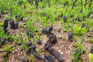 Canela de Ema plants, burned and growing, fire-resistant plant that goes into self-combustion. Plants of the Brazilian Cerrado at Capitólio MG. 