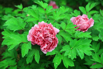 Fototapeta premium Blooming peonies in the park, China